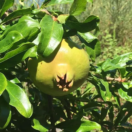 Vila Amazing Mediterranean View Oliva Zaboric