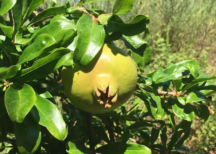 וילה Amazing Mediterranean View Oliva ז'אבוריץ'